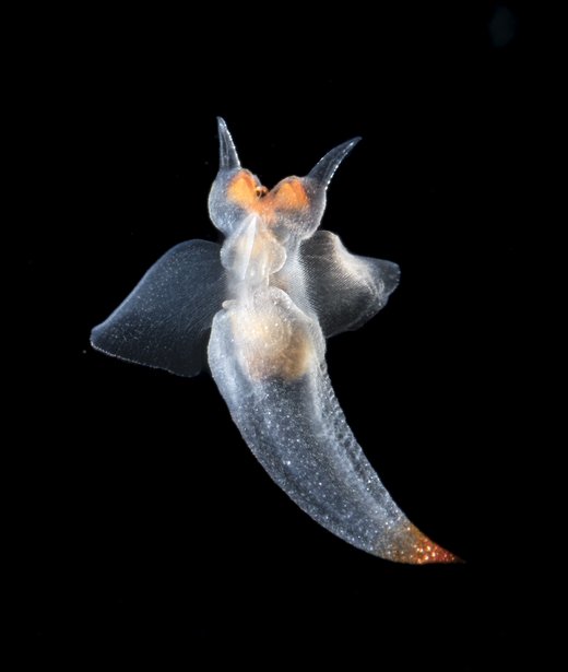 Sea angel