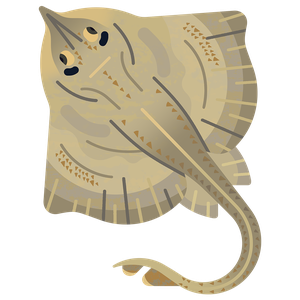 Shagreen ray
