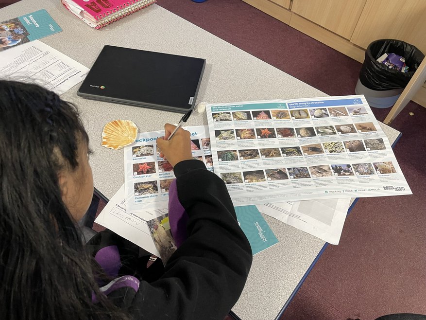 A student using a rockpool species guide on a table. The guide shows images of different species such as starfish and shells.