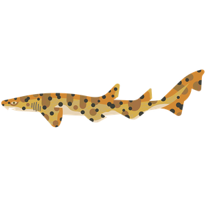Nursehound