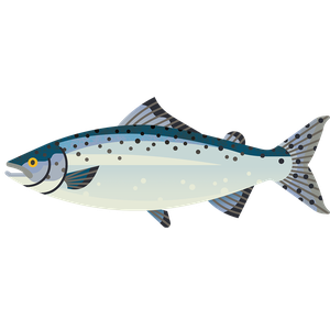 Pink salmon