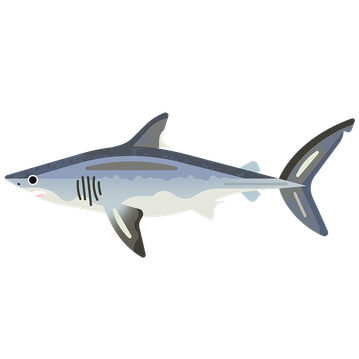 Shark Porbeagle M 960.png