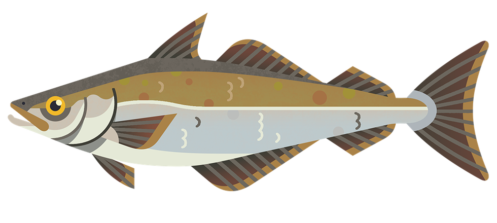 Coley M 960.png