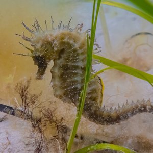 A yellow/brown spiny seahorse swims around a few fronds of seagrass just above a sandy seabed. Like it's 'spiny' name, it has spines along its head and back.