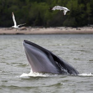 A beautiful, elusive minke whale raises its mouth out of the water while two gulls fly close. The top of its head is grey while the underside of its mouth is ridged pearlescent white with grey ridges. A sandy shore fringed with trees is in the background