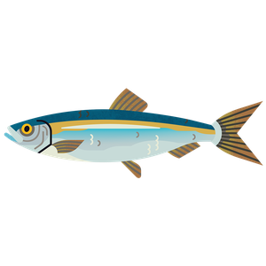 Herring