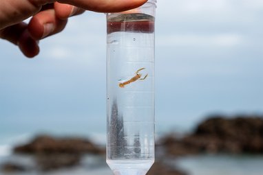 In a small test tube filled with water, there is a tiny juvenile lobster ready to be released into the wild as part of the hatchery release in St Agnes.