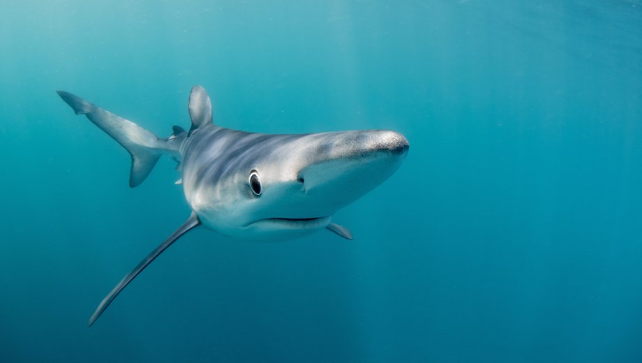 Blue shark
