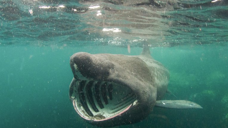 A basking shark swims facing face-on slightly off centre from the camera. As a filter feeder, its mouth is wide open showing its white gill rakers clearly against the dark of its mouth. The water is teal and looks like plankton is floating.
