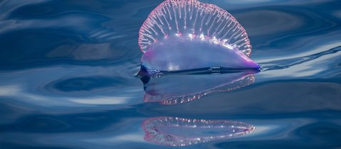 A Portuguese man o'war shown floating on the ocean. Named after the naval battleship for how it looks at full sail, it has a pinky blue floating air bag and a clear pinky blue ribbed sail.