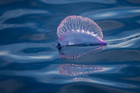 A Portuguese man o'war shown floating on the ocean. Named after the naval battleship for how it looks at full sail, it has a pinky blue floating air bag and a clear pinky blue ribbed sail.