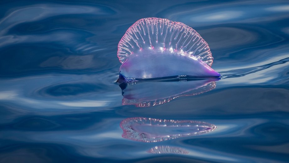 Portuguese man o' war