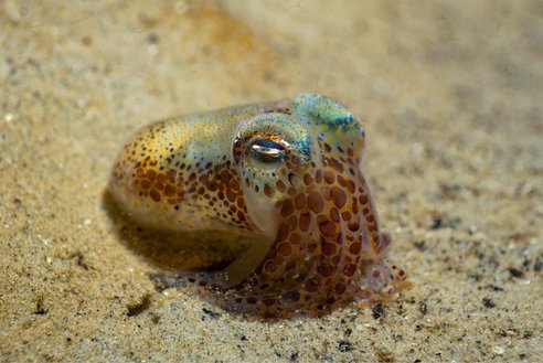 On the seabed floor peeking out from the sand is a tiny Atlantic Bobtail Squid. Its skin has an iridescent shine to it.