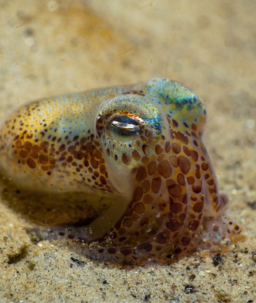 Atlantic bobtail squid