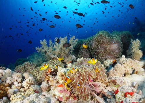 A school of clownfish swimmign around a colourful reef of coral