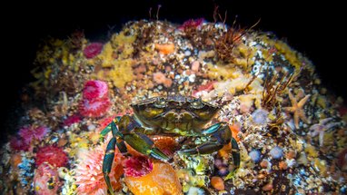 A green/brown shore crab perches on a rock covered with life, we can see pink anemones and starfish.