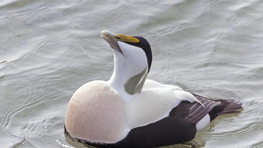 Eider