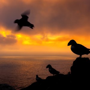 Silhouettes of 4 puffins on a cliff edge. They are overlooking an orange sunset with the ocean behind them. One of the puffins is flying towards the left.