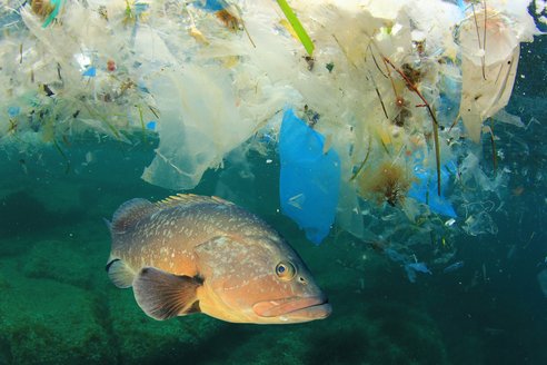 A fish swimming in blue waters. The top of the image shows a layer of plastic floating on the water's surface