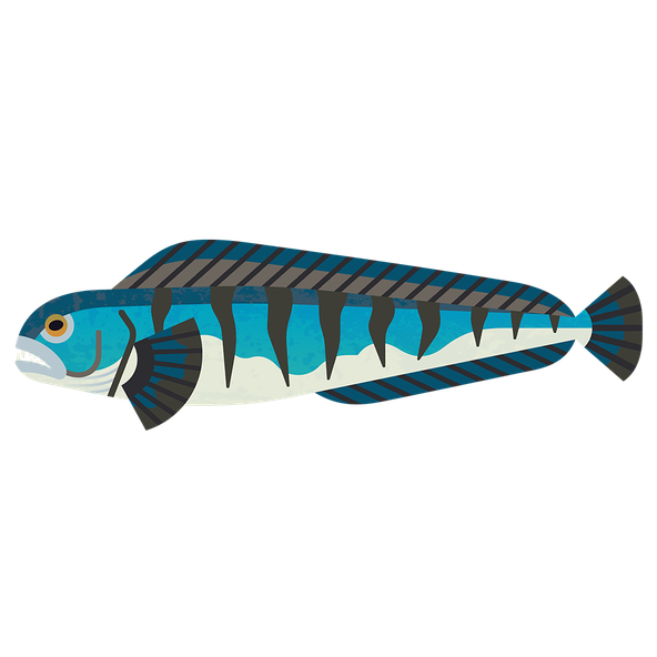 An illustration of a wolffish, showing a long blue-grey body with draker stripes and a large eye with orange iris. It is shown side on so its formiddable looking teeth can't be seen.
