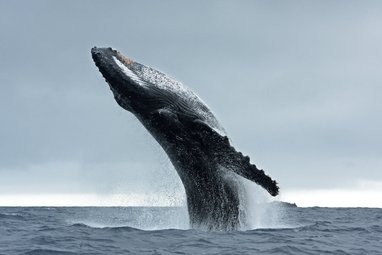 A majestic humpback whale breaches with almost its whole body propelled out of the water, Its underside points up towards the sky and the characteristic long knobbly flipper is clearly visible.
