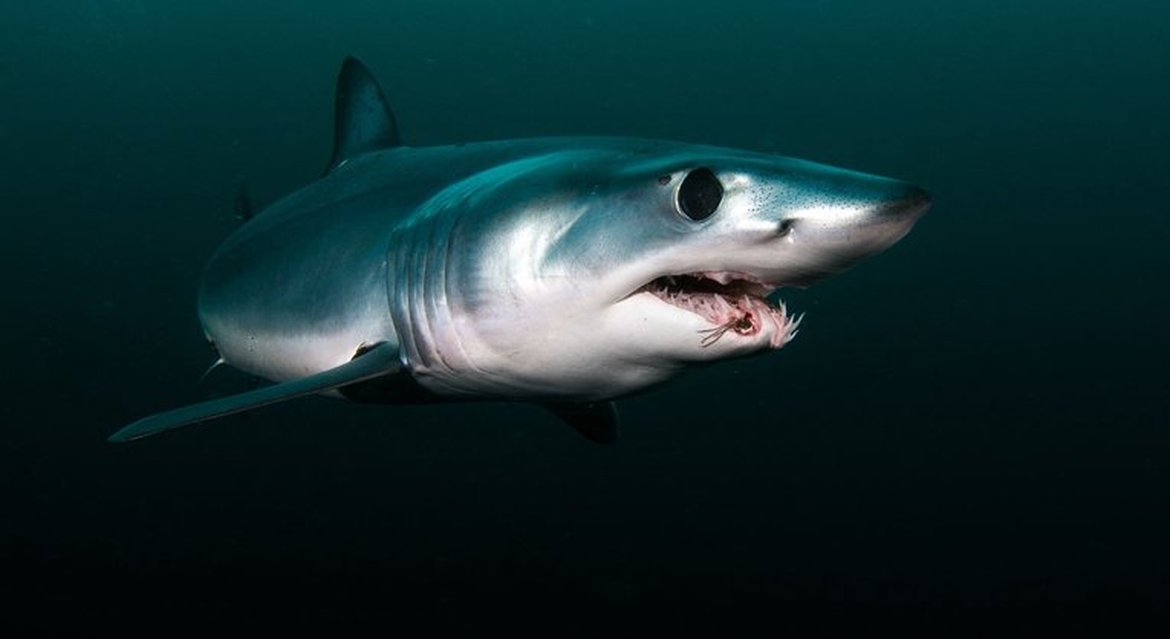 A shortfin mako shark swimming close to the camera. The water is murky are dark around it.