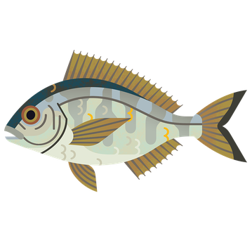 Bream Black M 960.png