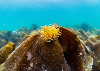 A yellow coloured snakelocks anemone on a piece of kelp.