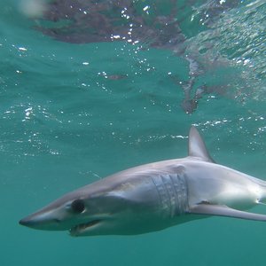 A full length grey mako shark can be seen side on in clear green-blue water. It has a large eye and pointed nose.