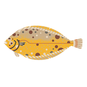 Lemon sole