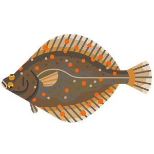 Plaice