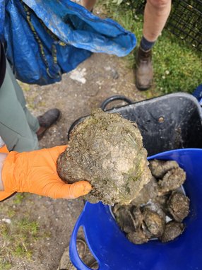 A gloved orange hand holding up a large european flat oyster above a bucket with other oysters