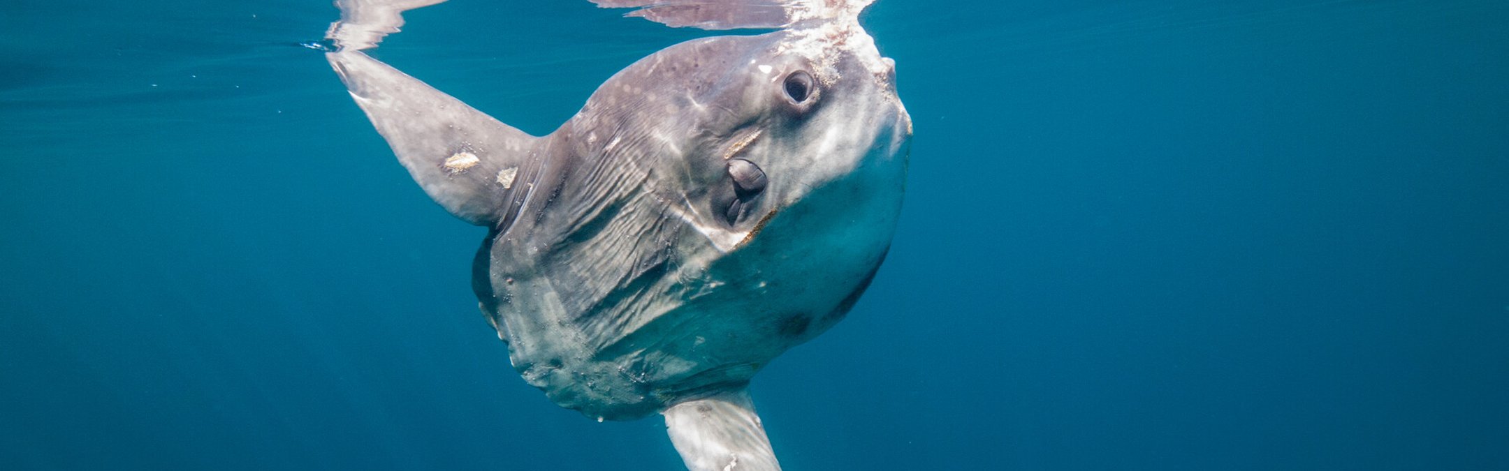 Sunfish