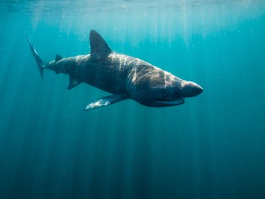 A basking shark swims through bright blue water in the Isle of Mann. Despite the basking shark often being seen with their mouths open, this ones mouth is partially closed. It has characteristic grey mottled colouring.
