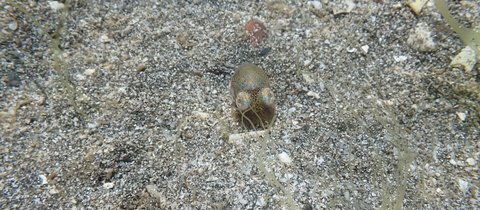 On the sandy seabed, a tiny Atlantic bobtail squid can be seen peeking out from the sand.