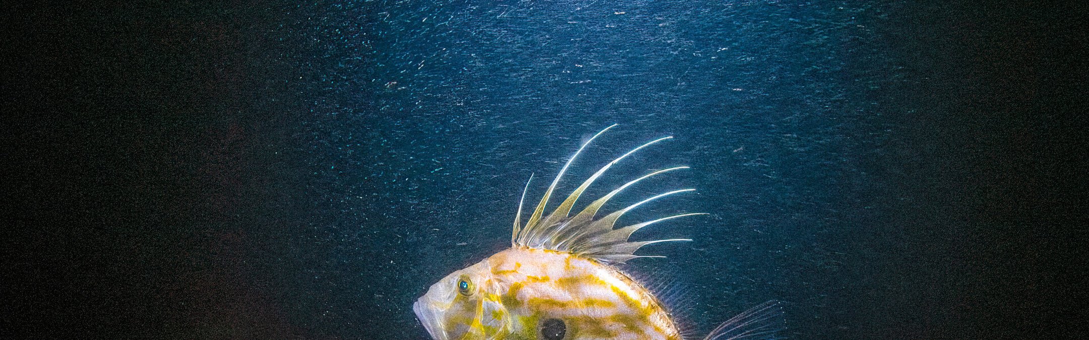 John Dory