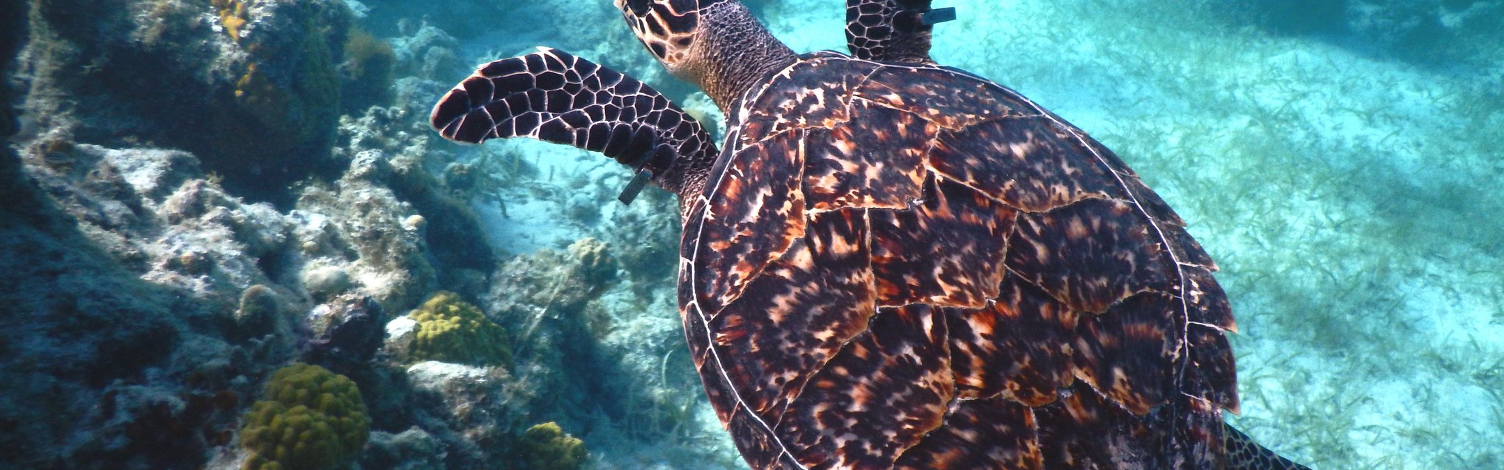 A hawksbill turtle swimming over a reef in the Caribbean UKOTs