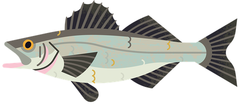 Bass M 960.png