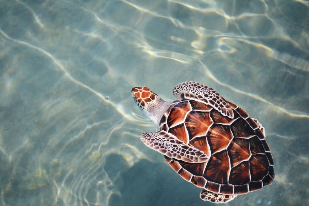 A loggerhead turtle swimming away from the camera