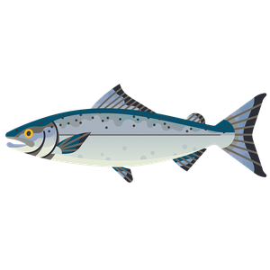 Keta salmon