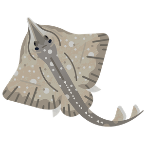 White skate