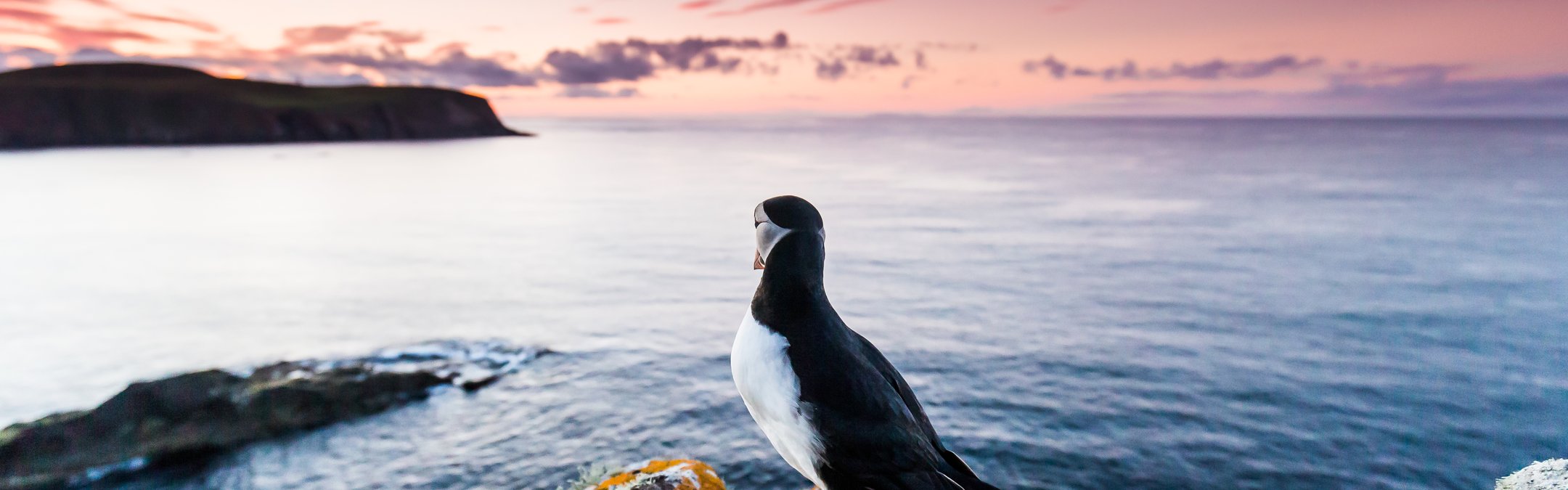 An Atlantic puffin perches a top a cliff on Fair Isle looking out at sea. There are rocky land masses in the distance and the sky is a spectacular pink and purple. The rock the puffin is perched on is surrounded by lichen, grass and wildflowers.
