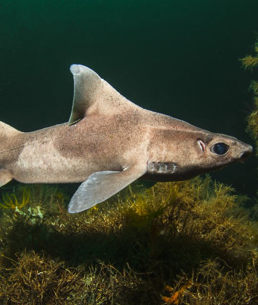 Angular roughshark