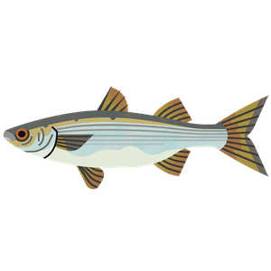 Grey mullet