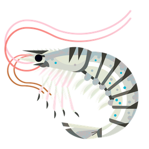 King prawn