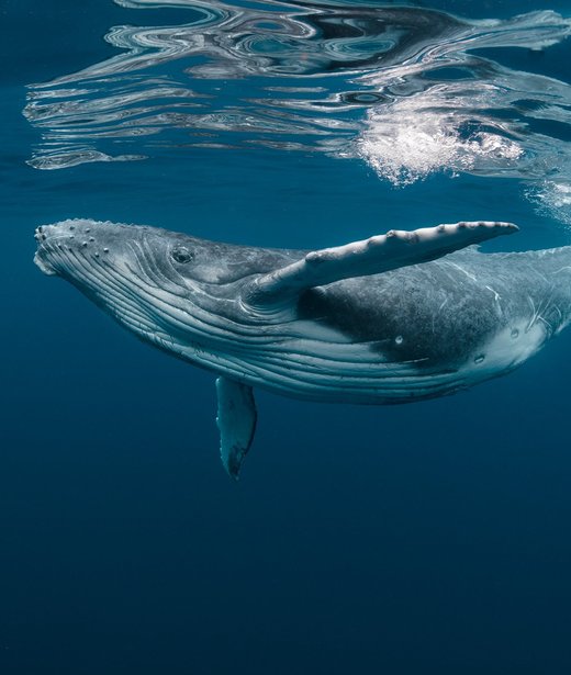 Humpback whale