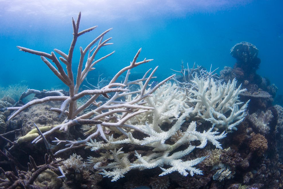 Bleached white corals caused by a heated ocean.
