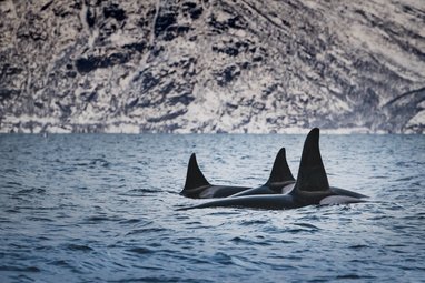 Three orcas can be seen swimming with just their backs and tall dorsal fins above the water. In the background is an icy, dark rocky cliff face.