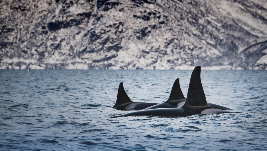 Orca