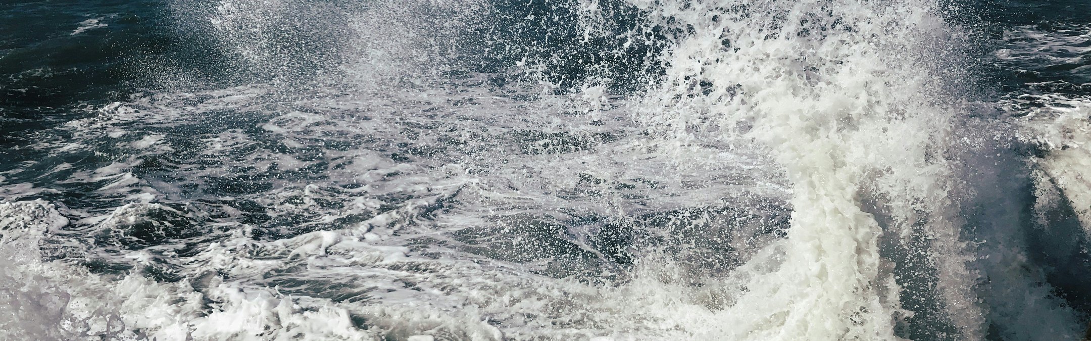 Atlantic herring